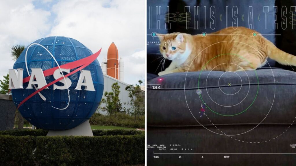 NASA sent video of cat 