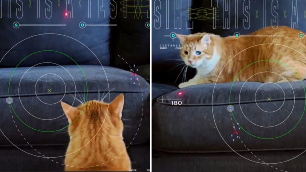 NASA sent video of cat 